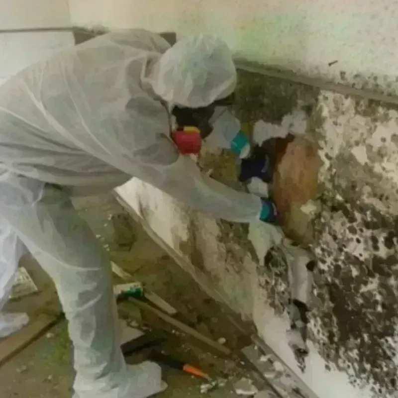 Mold Remediation and Removal in Lexington, MO